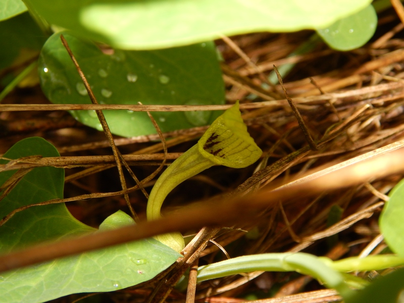 Aristolochia ma di che specie?